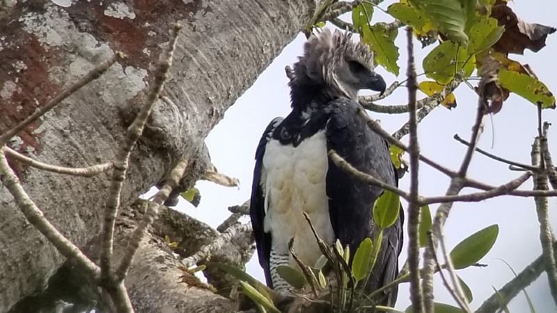 Harpy Eagle Harpy Eagle