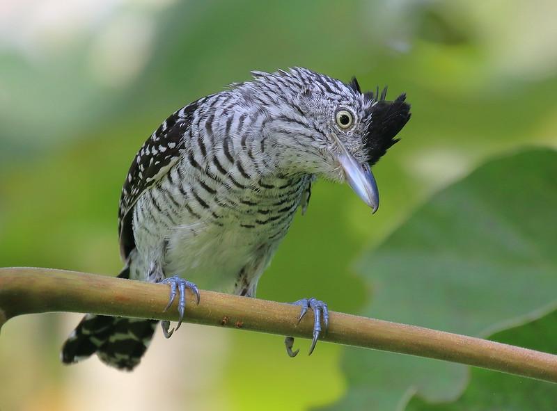 Barred Antshrike Barred Antshrike