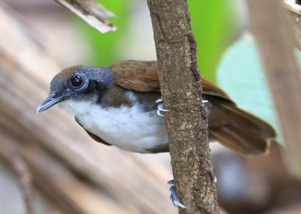 Bicolored Antbird Bicolored Antbird