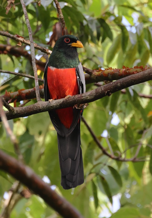 Black-tailed Trogon Black-tailed Trogon