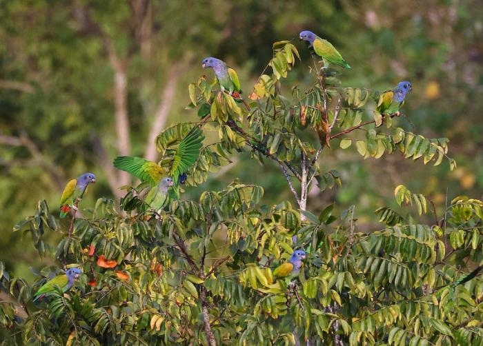 Blue-headed Parrots Blue-headed Parrots