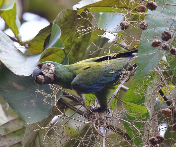 Chestnut-fronted Macaw Chestnut-fronted Macaw