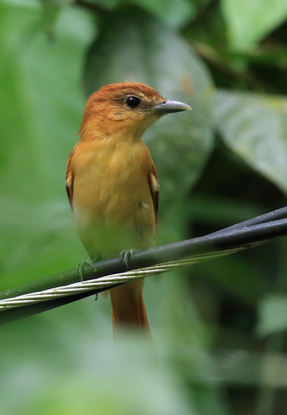 Cinnamon Flycatcher Cinnamon Flycatcher