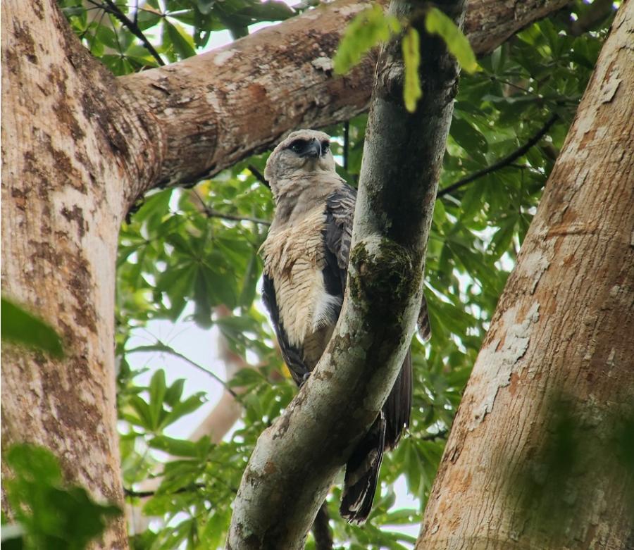 Crested Eagle Crested Eagle