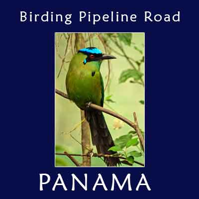 Birding Pipeline Road Panama