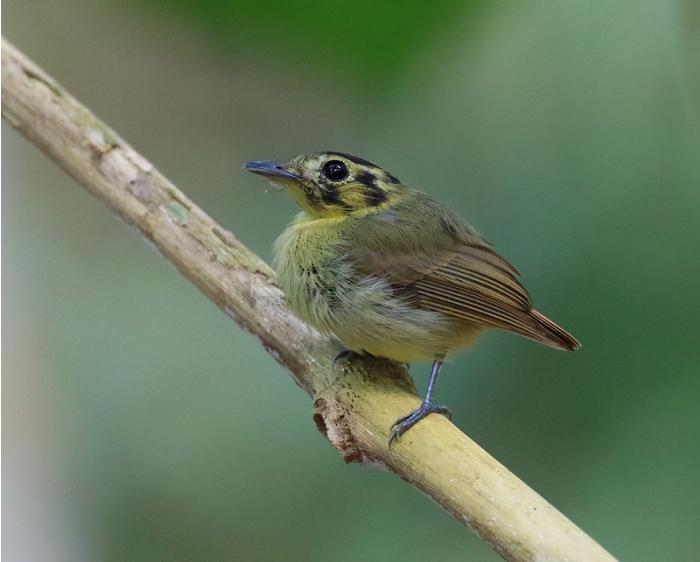 Chiriquí Chiriquí