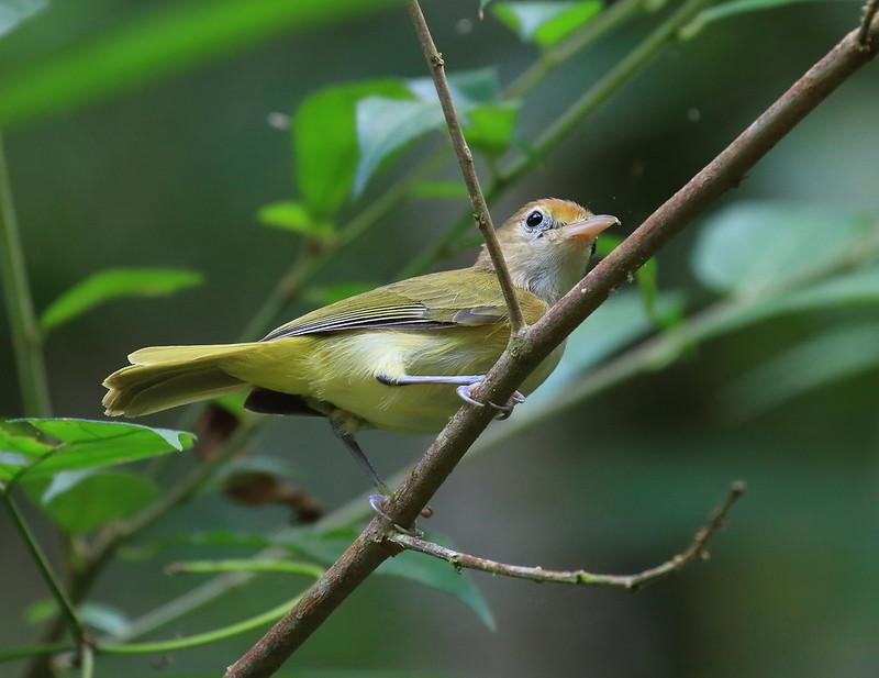 Golden-fronted Greenlet Golden-fronted Greenlet