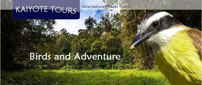 Bayano - Tortí Panama Birding Tour Bayano - Tortí Panama Birding Tour