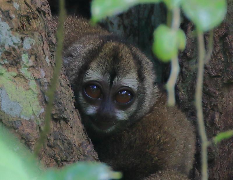 Night Monkey