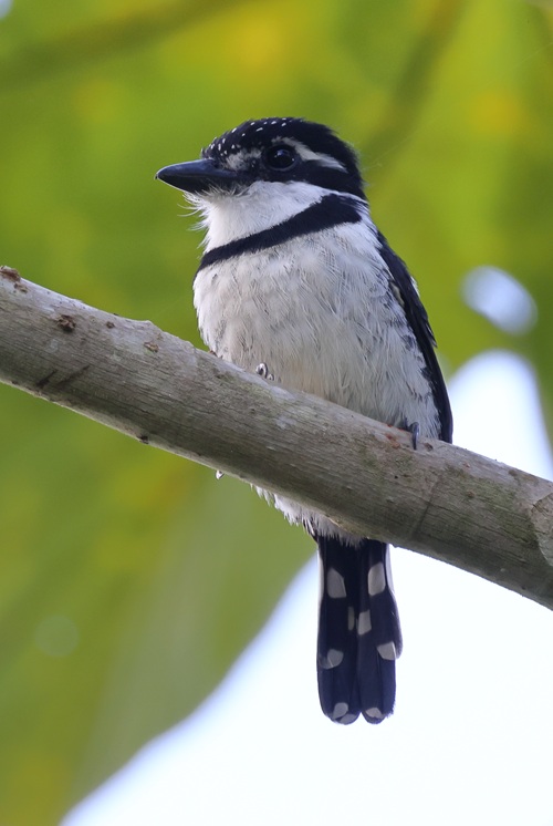 Pied Puffbird Pied Puffbird