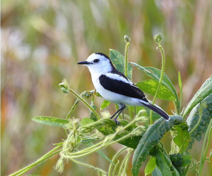Pied Water Tyrant Pied Water Tyrant