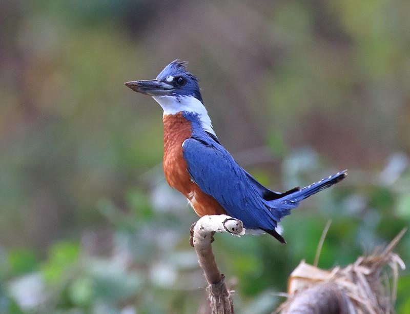 Ringed Kingfisher Ringed Kingfisher