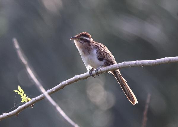 Striped Cuckoo Striped Cuckoo