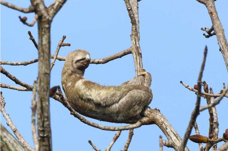Two-toed Sloth Two-toed Sloth