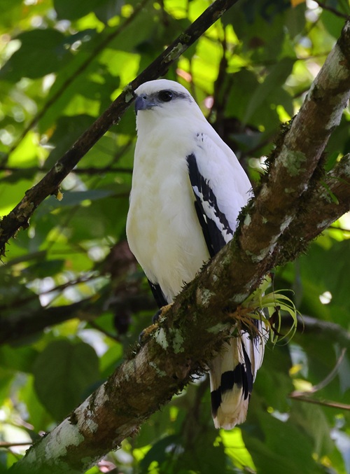 White Hawk White Hawk