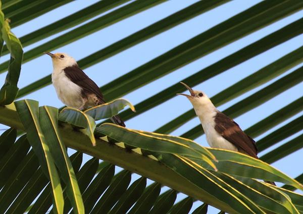 White-headed Wren White-headed Wren